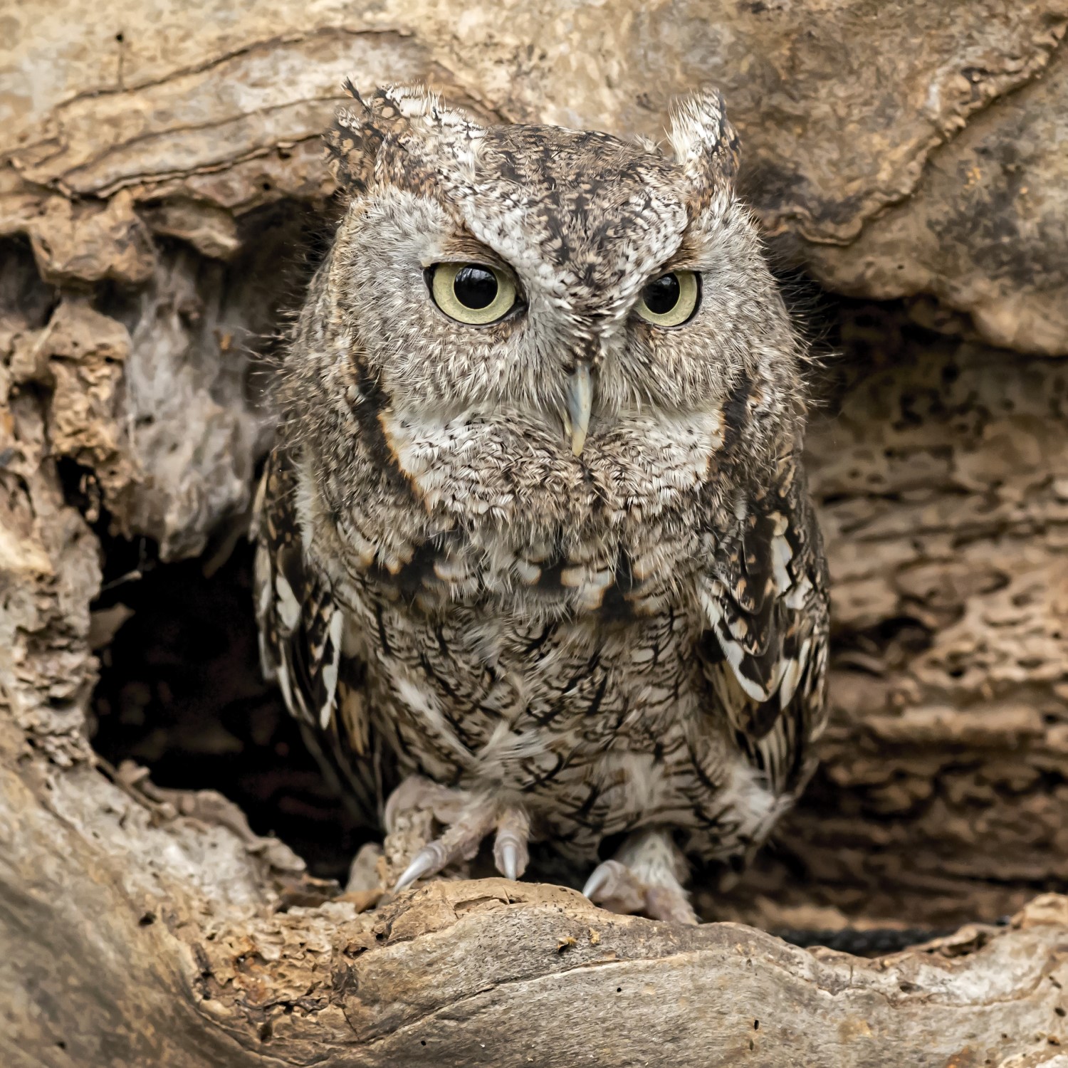 eastern-screech-owl