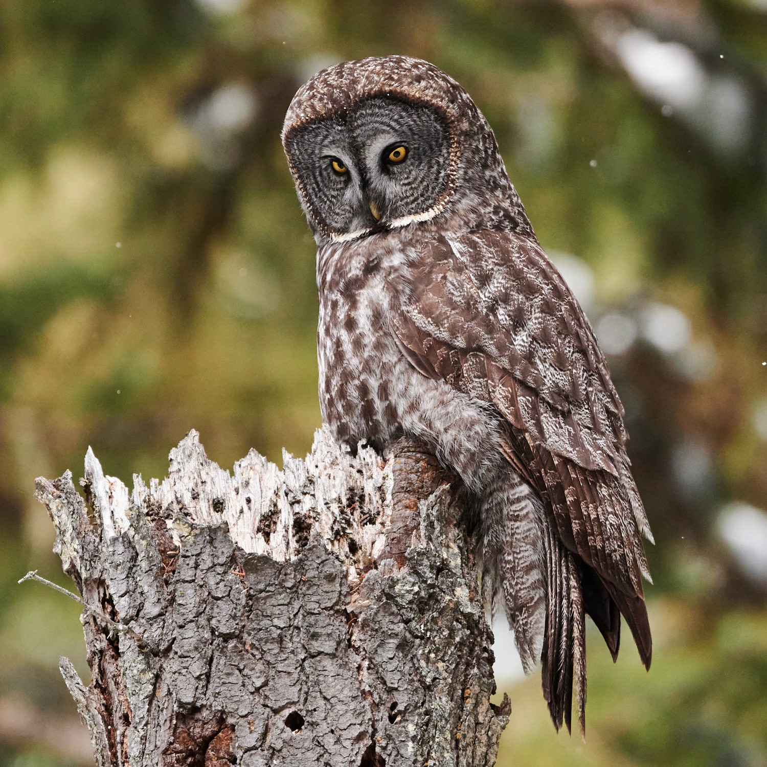 great-gray-owl