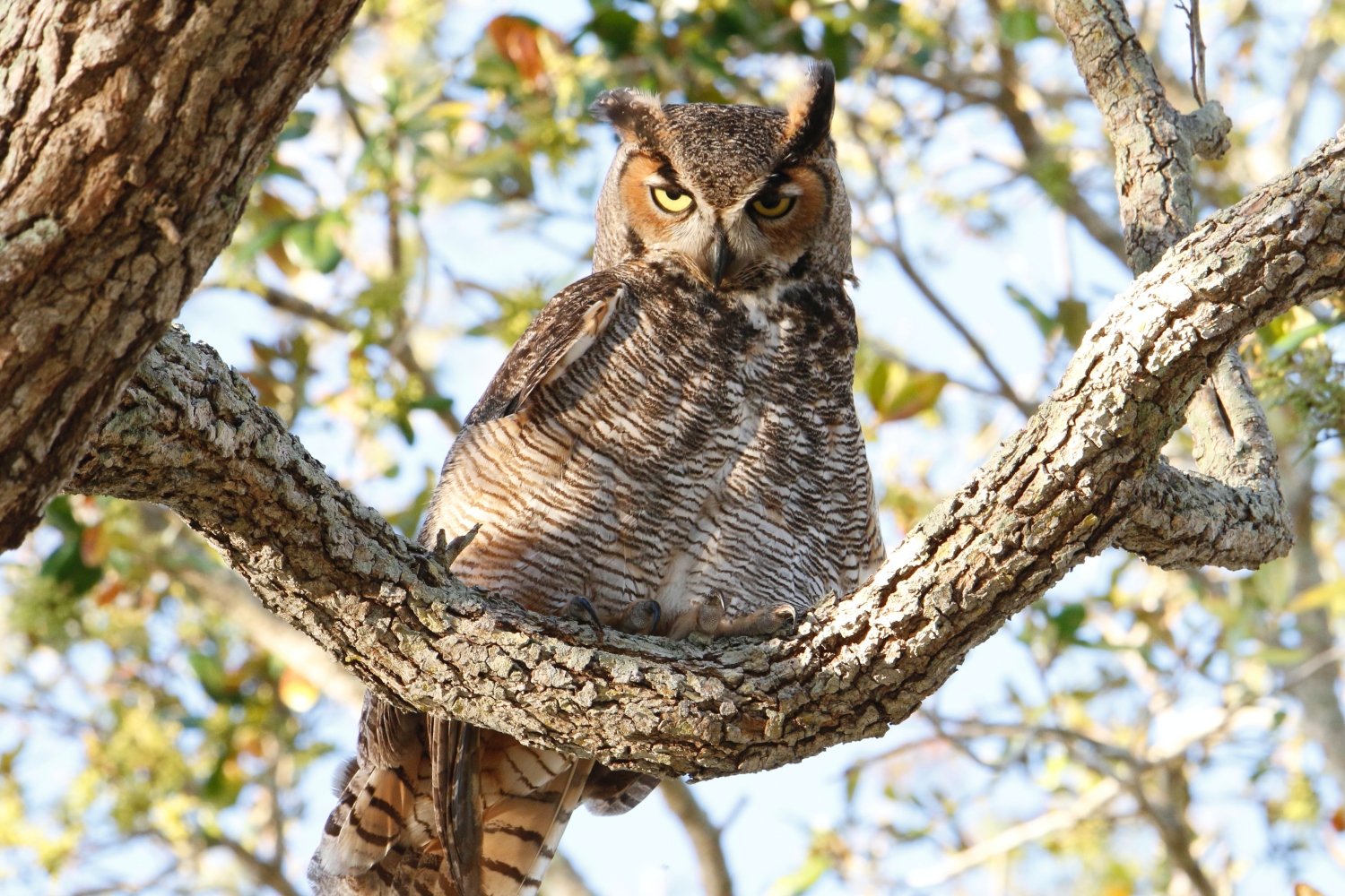 Do Owls Mate For Life? (Some Do & Some Don't!)