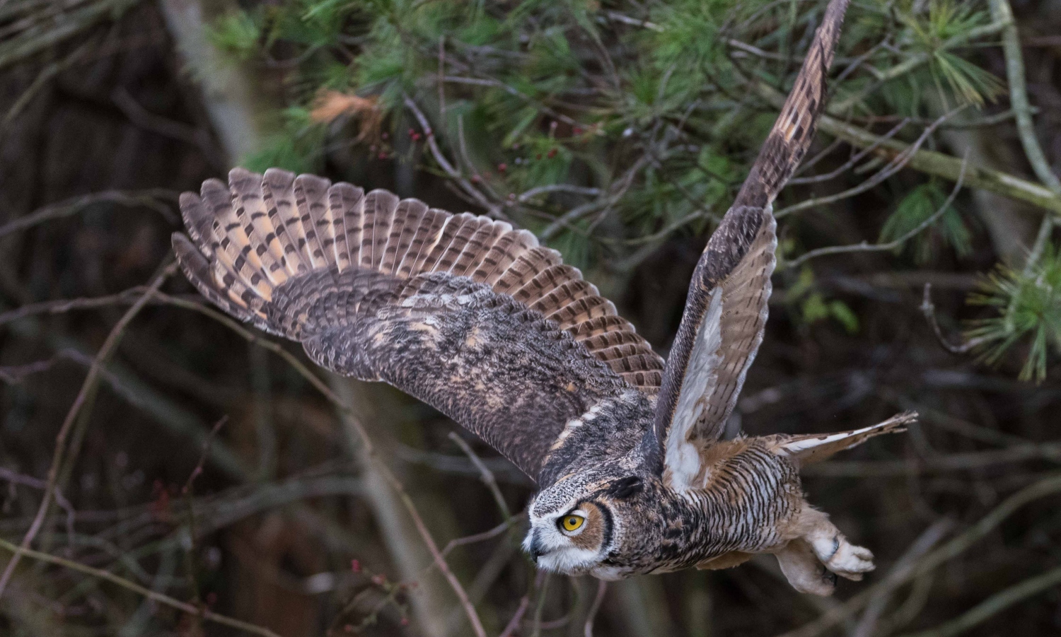 Do Owls Attack Dogs? (how To Protect Your Pet From Owls)