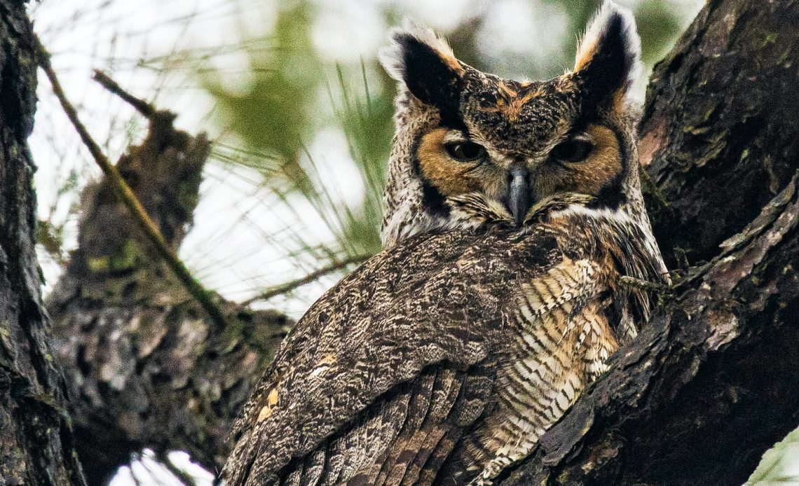 great-horned-owl-nesting-box