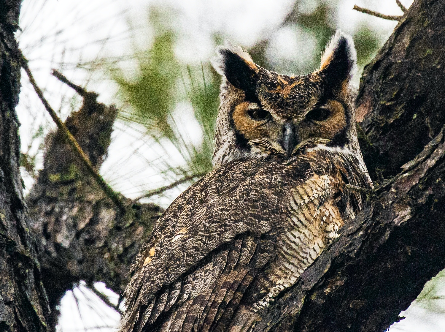 great horned owl nest