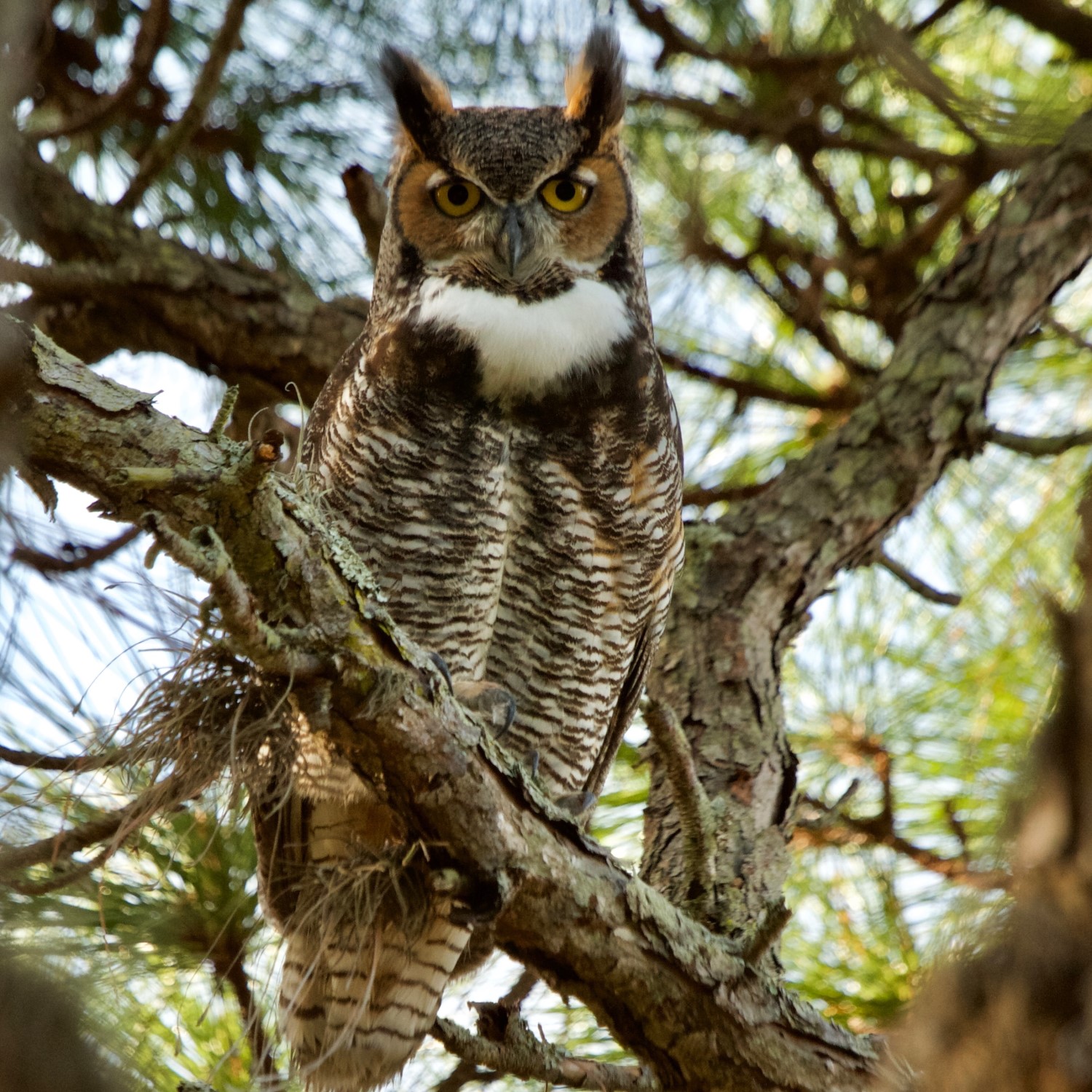 All 8 Owls in Virginia [With Sounds & Pictures]