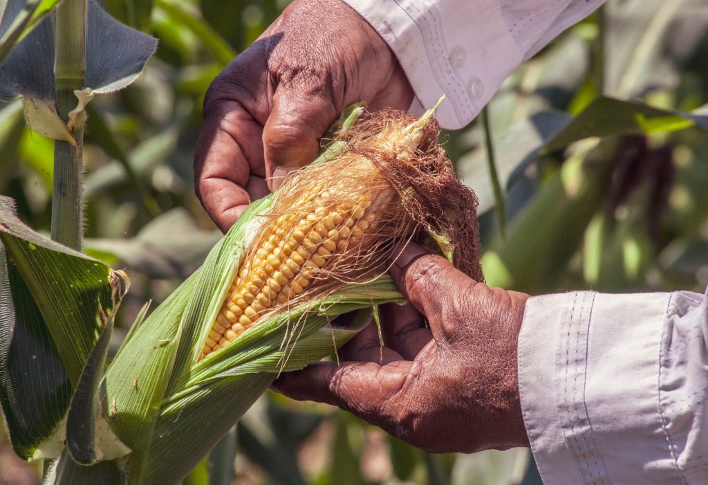 is-corn-man-made-corn-selective-breeding