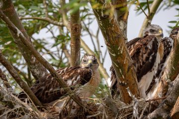 How To Build A Barred Owl Nesting Box For Your Backyard