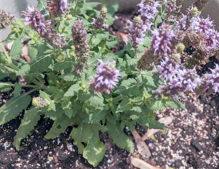 When To Cut Back Salvias For Winter