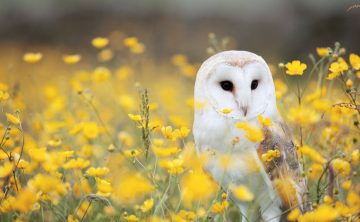 How Long Do Owls Stay In One Place?