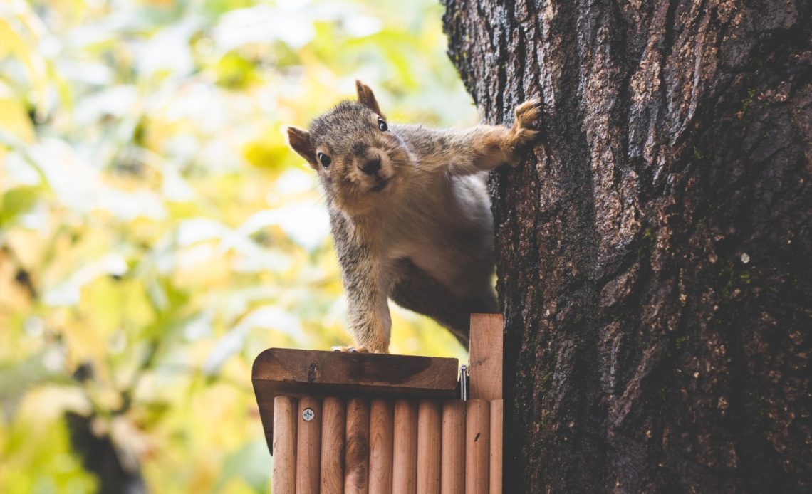 how-to-keep-squirrels-out-of-screech-owl-box