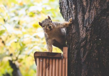 How To Keep Squirrels Out Of Screech Owl Box