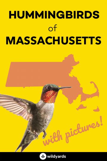 Hummingbirds in Massachusetts