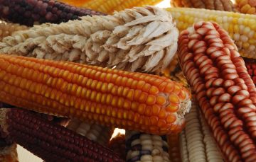 Is Corn Man-Made? (Corn Selective Breeding)