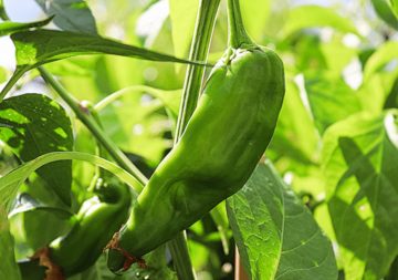 10 Jalapeno Companion Plants (And 3 You Should Avoid)