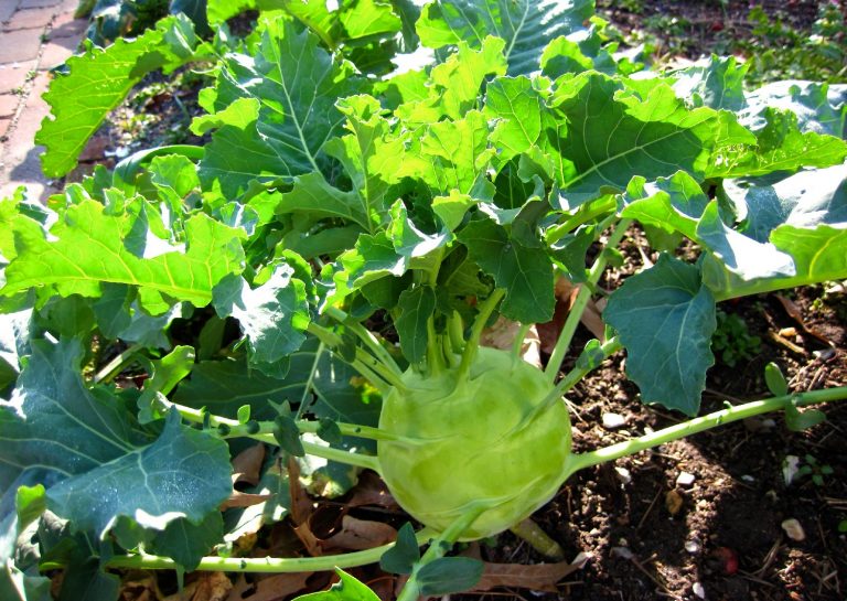 11 Kohlrabi Companion Plants (And 5 To Avoid!)