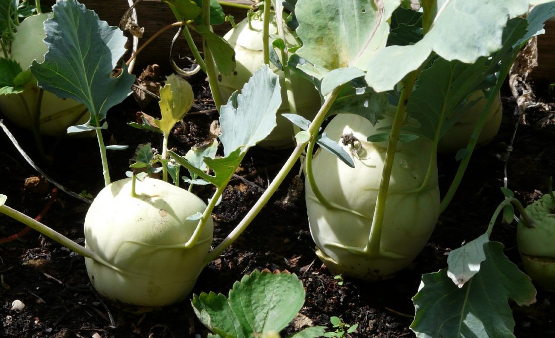 kohlrabi-companion-plants