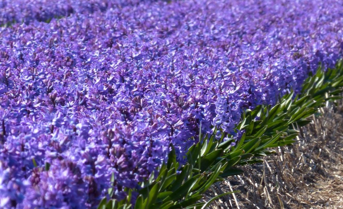 lavender-hedge