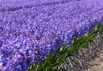 How to Plant and Grow a Lavender Hedge