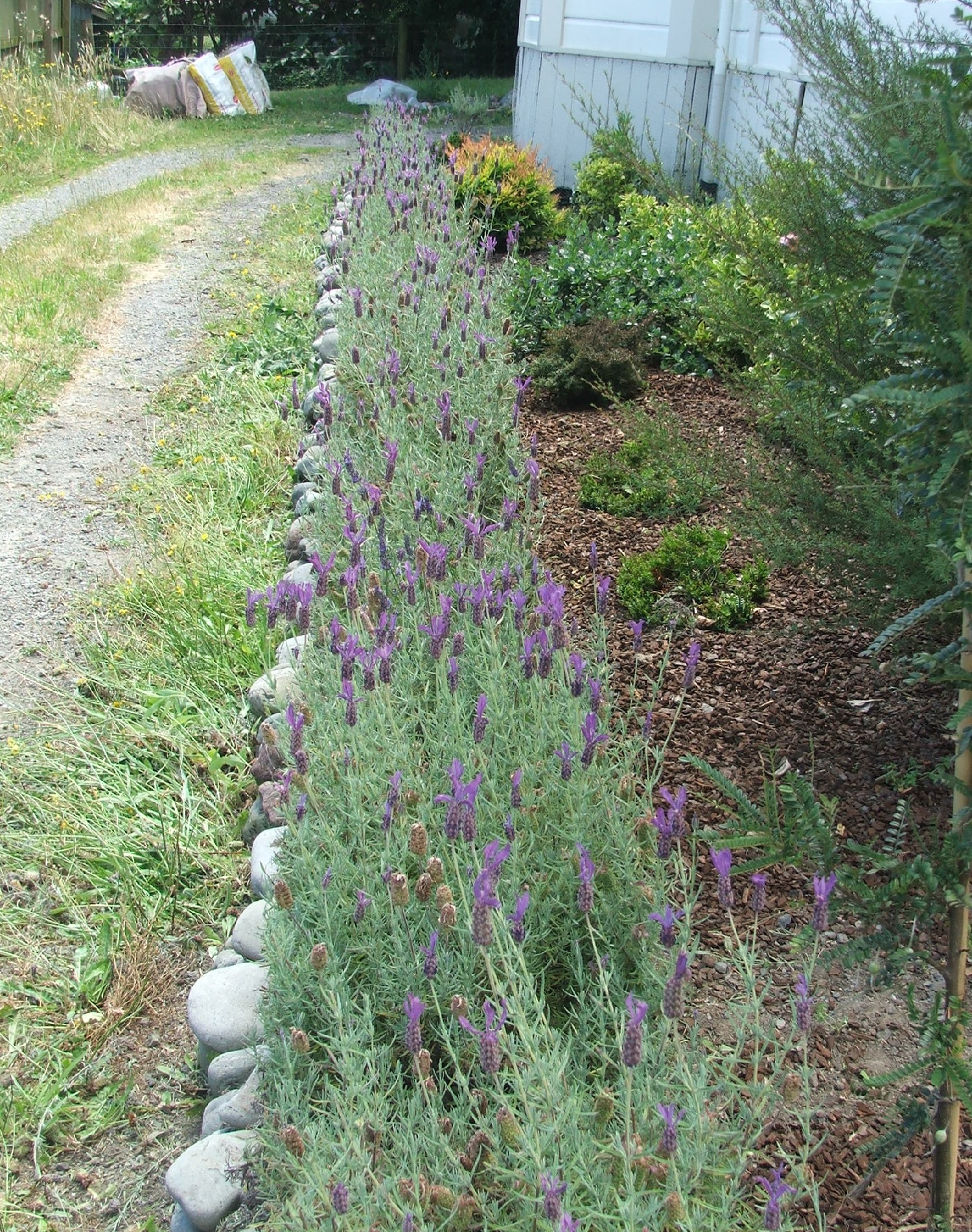 How to Plant and Grow a Lavender Hedge