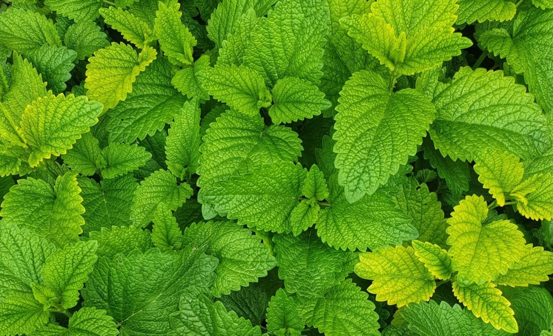 lemon-balm-companion-plants