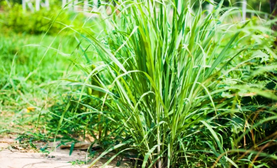 lemongrass-companion-plants