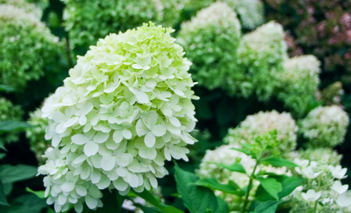 little-lime-hydrangea-companion-plants