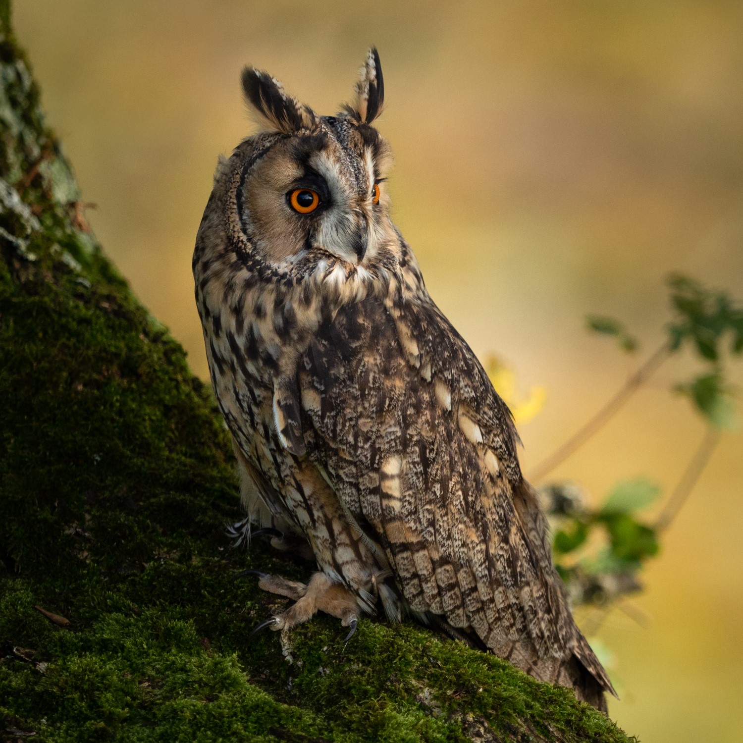 All 8 Owls in Virginia [With Sounds & Pictures]