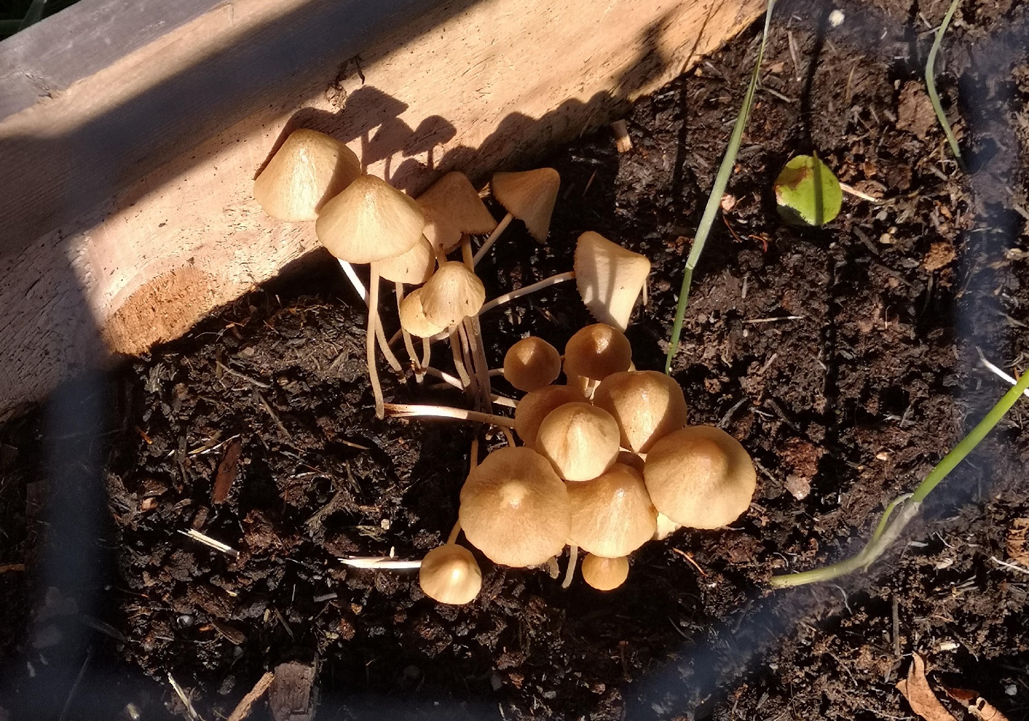 mushrooms in raised garden bed