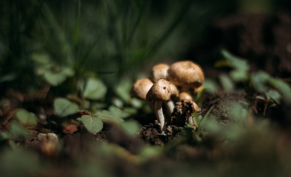 mushrooms-in-garden-bed