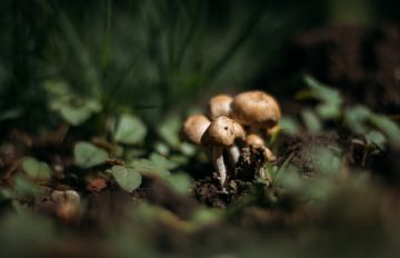 How To Grow Mushrooms in a Garden Bed