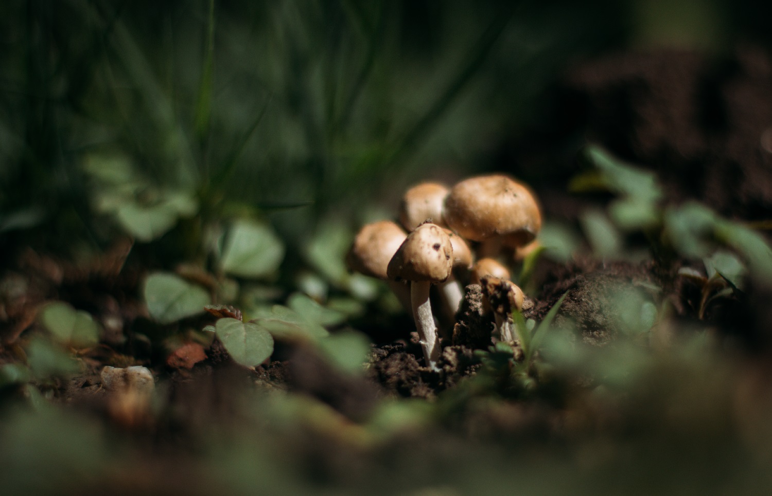 How To Grow Mushrooms in a Garden Bed