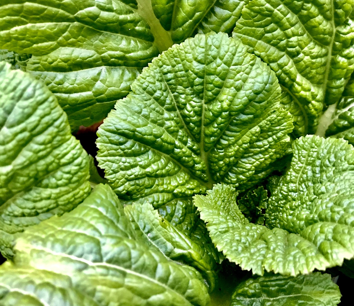 13 Mustard Greens Companion Plants To Grow And What To Avoid