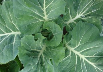 13 Mustard Greens Companion Plants To Grow And What To Avoid