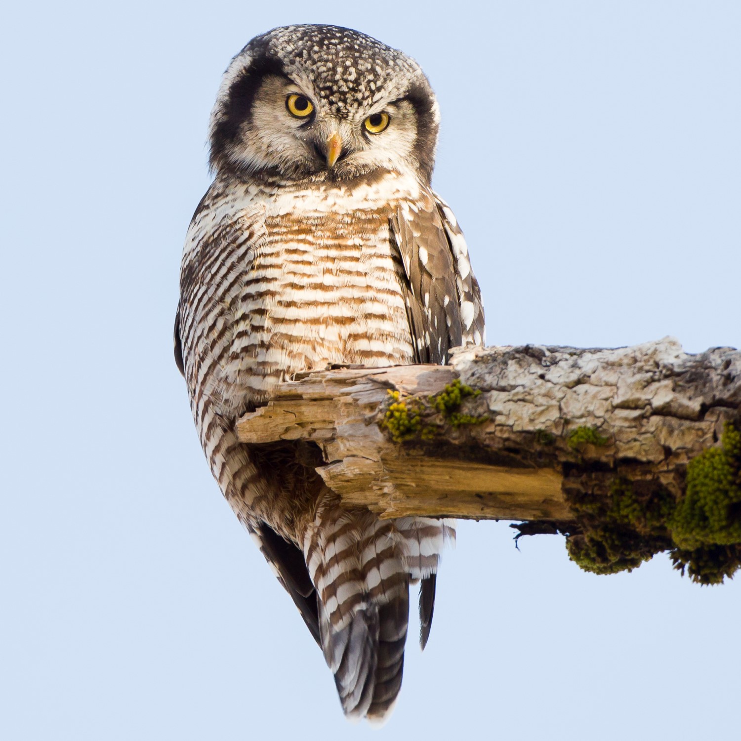 All 10 Owls in Alaska [With Sounds & Pictures]