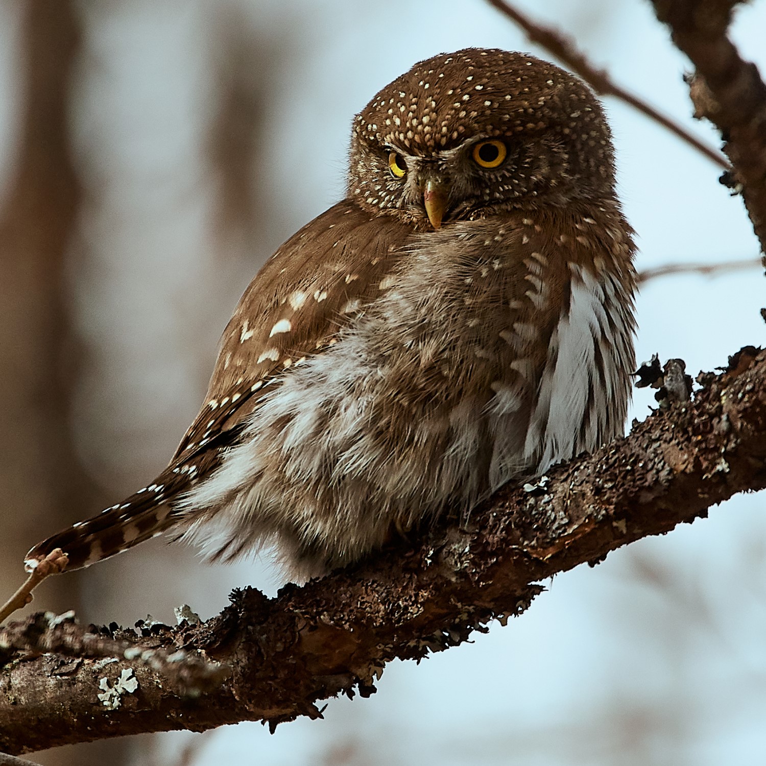 northern-pygmy-owl