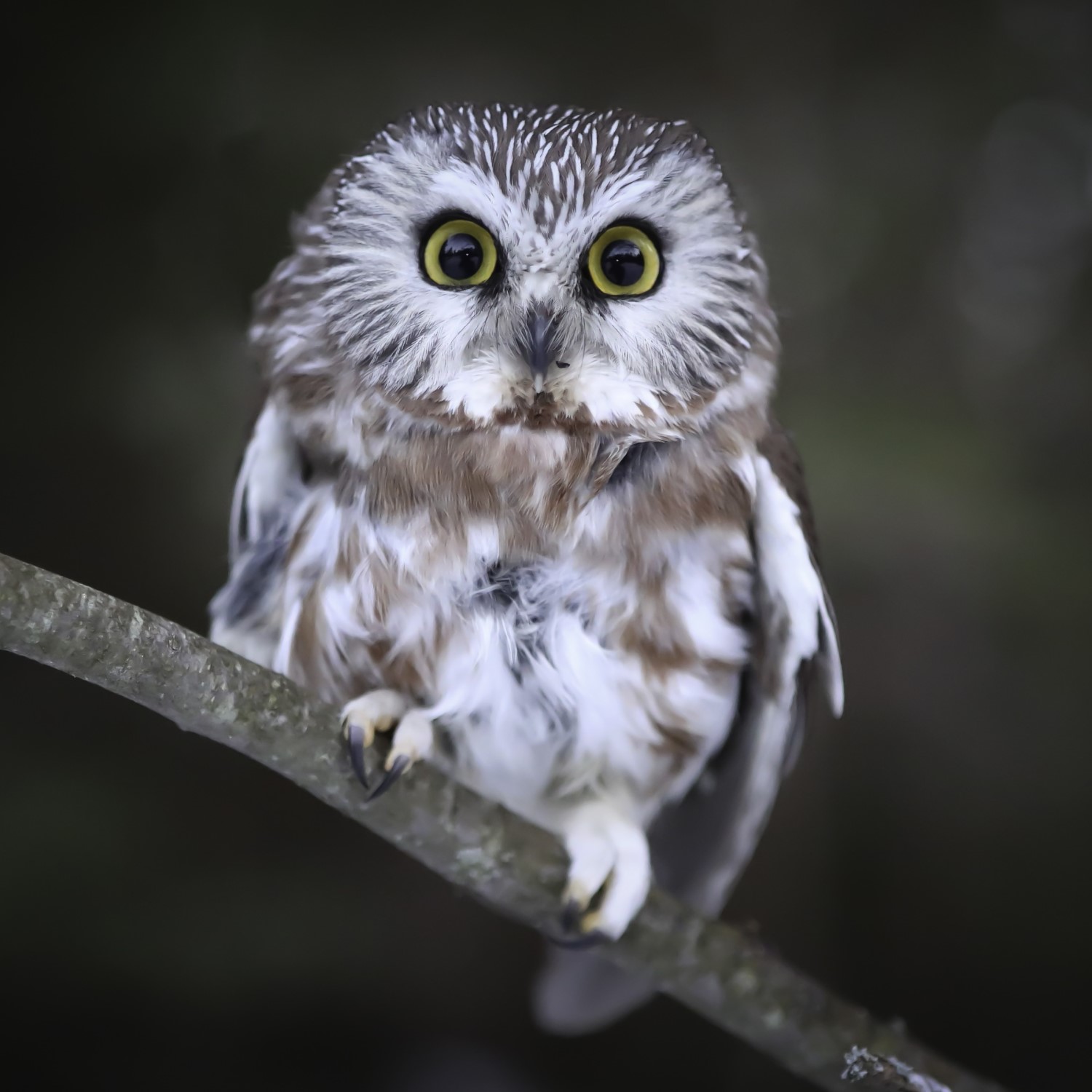 northern-saw-whet-owl