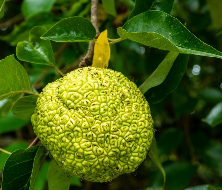 Hugelkultur Wood To Avoid And What To Use Instead