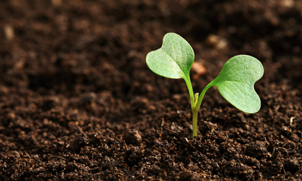 Tea Seed Meal as fertilizer supplier Tea Seed Meal as fertilizer supplier