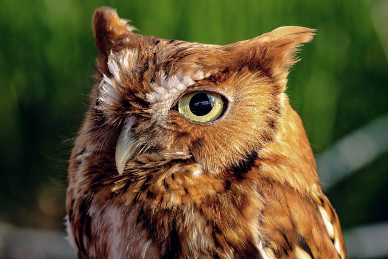 When Is The Best Time To Put Up An Owl Box?