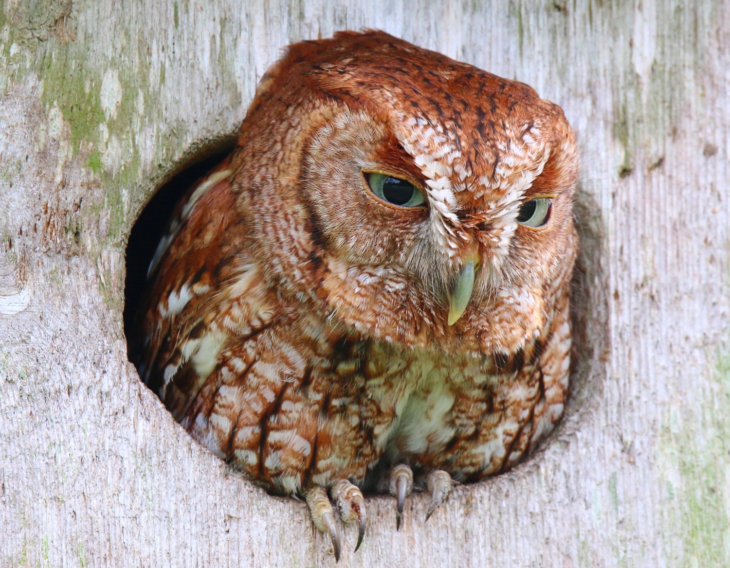 how-to-keep-squirrels-out-of-screech-owl-box