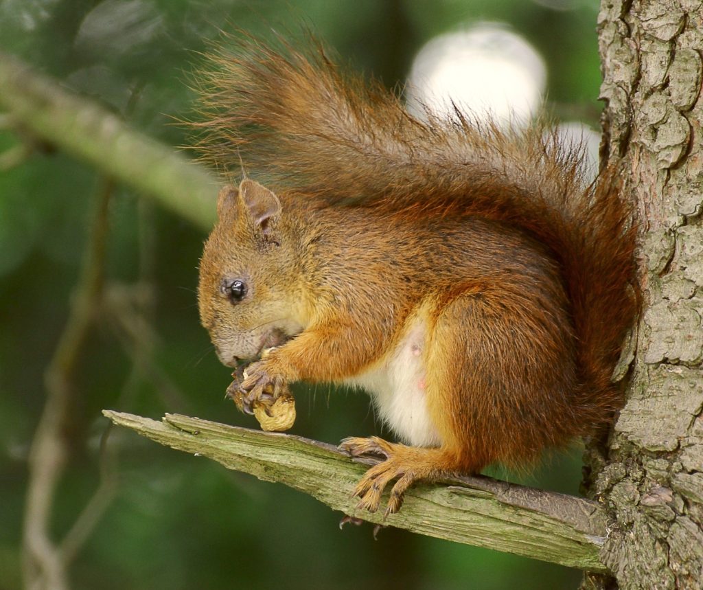 How To Keep Squirrels Out Of Screech Owl Box 9-ways-to-keep-squirrels-out-of-the-garden-outside-plants-planting
