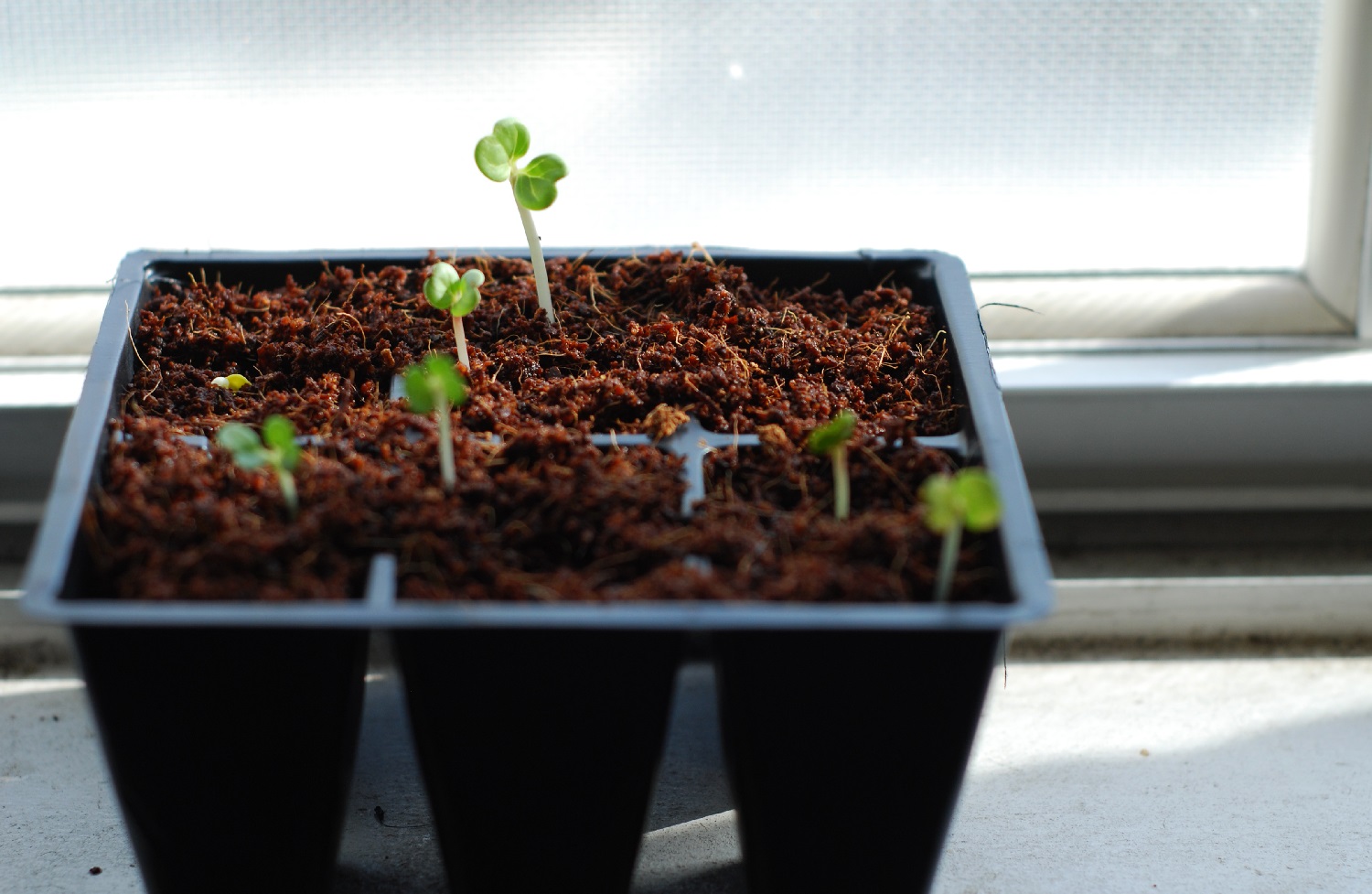 6 Signs That You’re Transplanting Seedlings Too Early