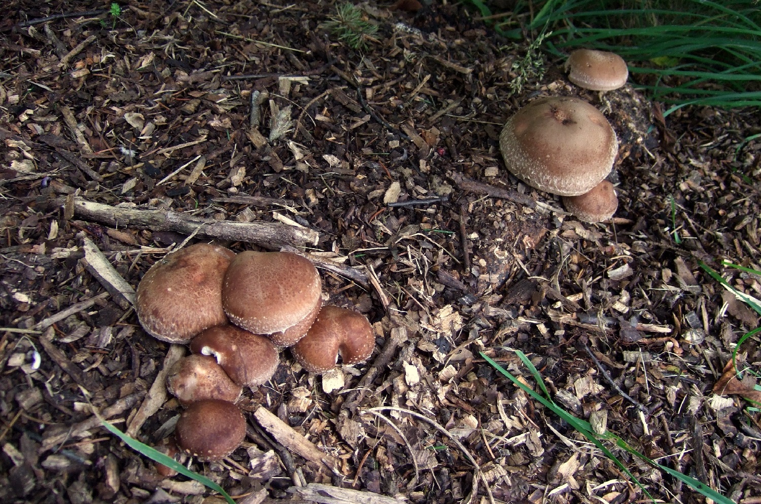 How To Grow Mushrooms in a Garden Bed