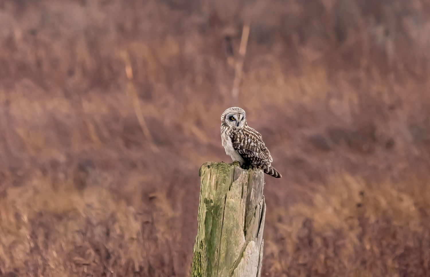 Do Owls Migrate?