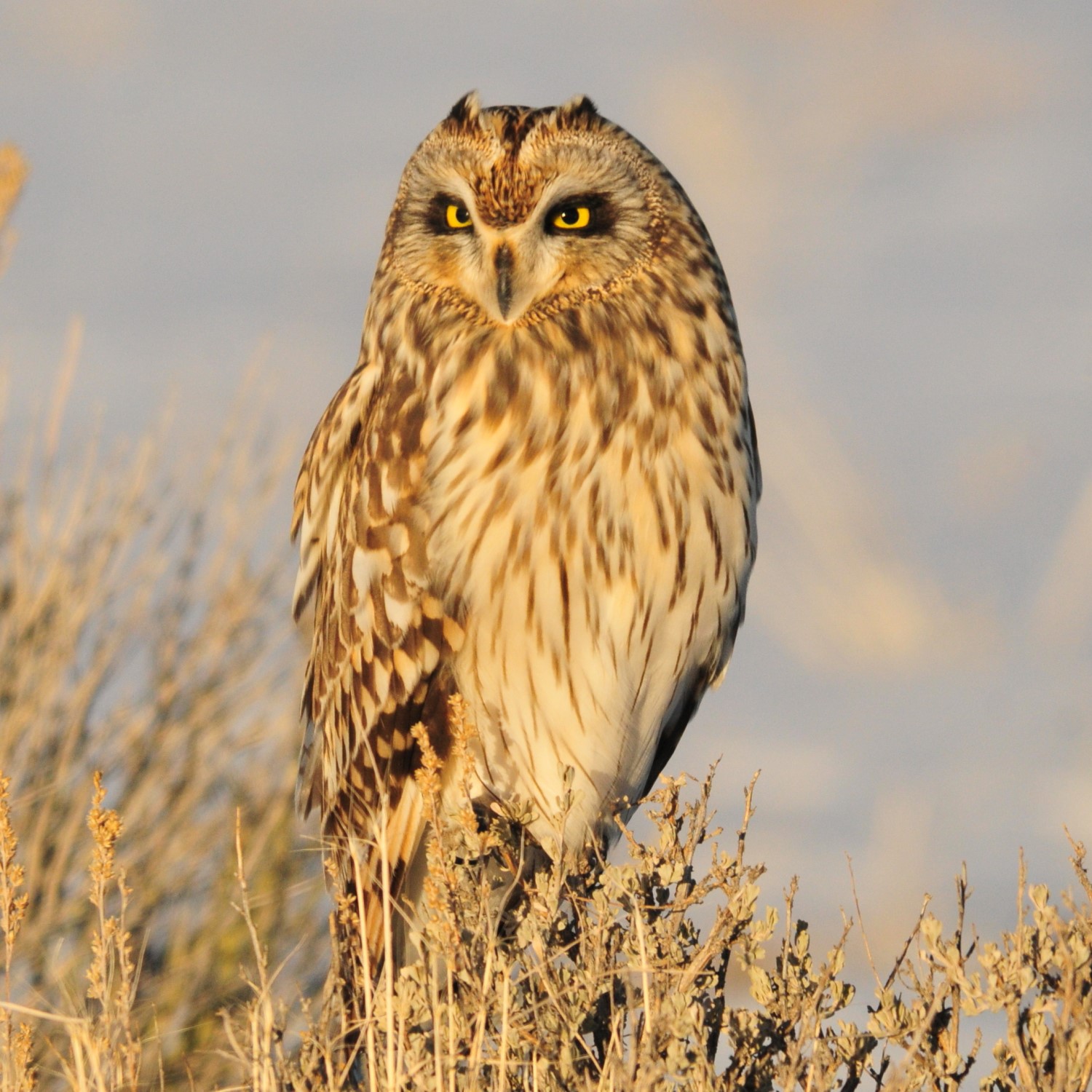 All 9 Owls in Kansas [With Sounds & Pictures]