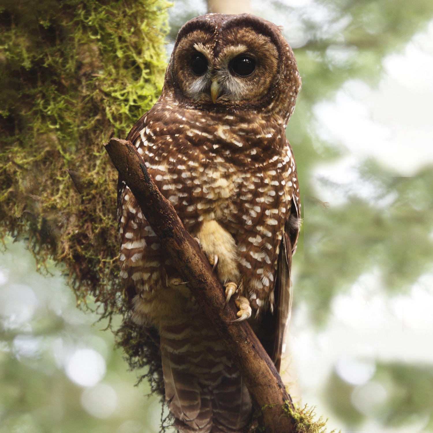 spotted-owl