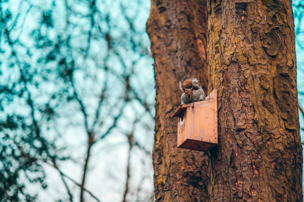 How To Keep Squirrels Out Of Screech Owl Box