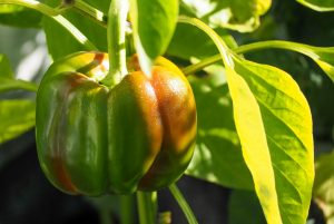 9 Best Lemongrass Companion Plants (And 4 You Should Avoid)