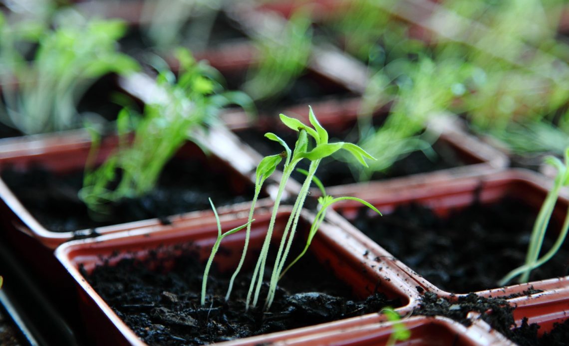 transplanting-seedlings-too-early