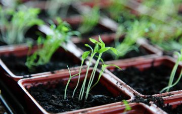 6 Signs That You’re Transplanting Seedlings Too Early