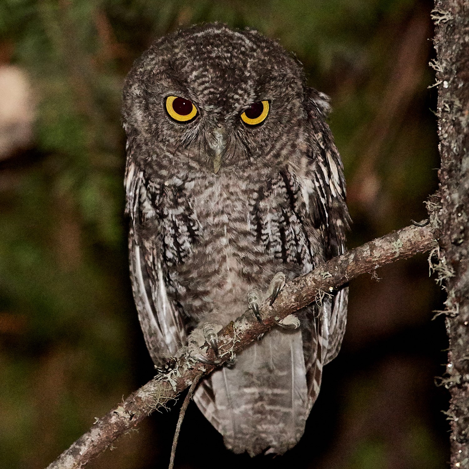 western-screech-owl
