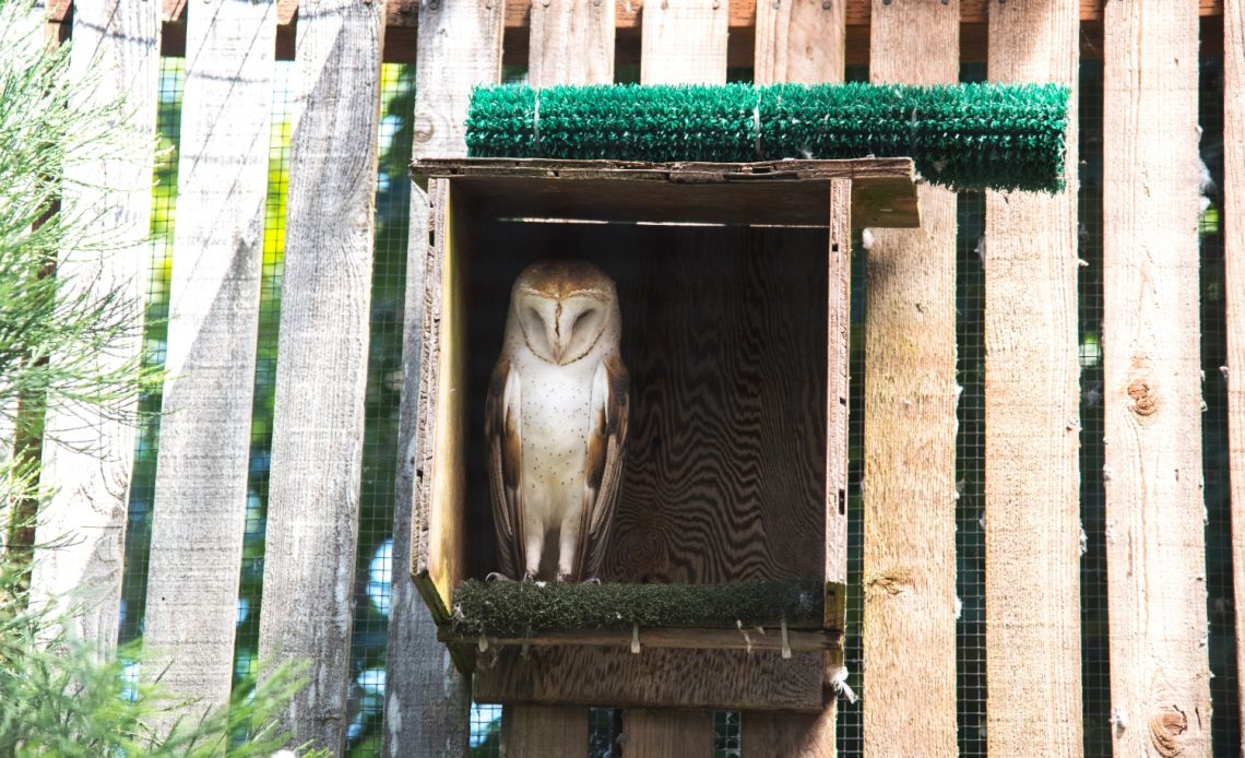 what-direction-should-an-owl-box-face